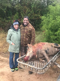 Hog hunt